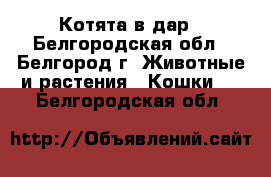 Котята в дар - Белгородская обл., Белгород г. Животные и растения » Кошки   . Белгородская обл.